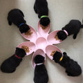 Multi-feeder petal food bowl